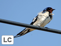 Barn Swallow