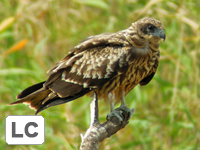 Black Kite