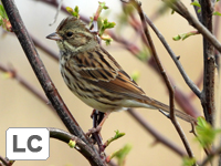 Black-faced Bunting