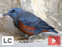 Blue Rock Thrush