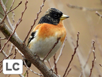 Brambling