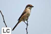 Brown Shrike