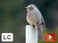 Brown-eared Bulbul