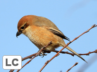 Bull-headed Shrike
