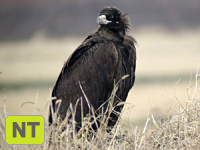 Cinereous Vulture