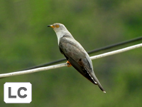 Common Cuckoo
