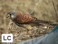 Common Kestrel