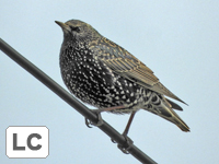 Common Starling