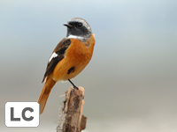 Daurian Redstart