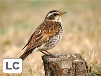 Dusky Thrush