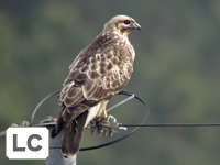 Eastern Buzzard
