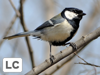 Eastern Great Tit
