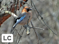 Eurasian Jay