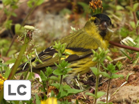 Eurasian Siskin