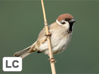 Eurasian Tree Sparrow
