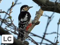 Great Spotted Woodpecker