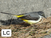 Grey Wagtail