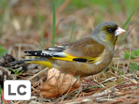 Grey-capped Greenfinch