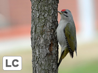 Grey headed Woodpecker