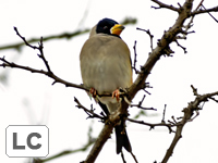 Japanese Grosbeak