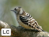Japanese Pygmy Woodpecker