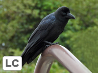 Large-billed Crow