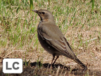 Naumann's Thrush