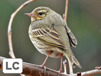 Olive-backed Pipit