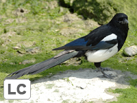 Oriental Magpie