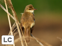 Oriental Reed Warbler
