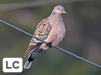 Oriental Turtle Dove