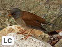Pale Thrush
