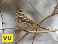 Rustic Bunting