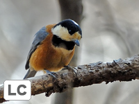Varied Tit