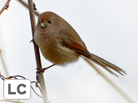 Vinous-throated Parrotbill
