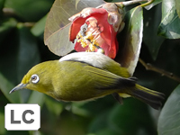 Warbling White-eye