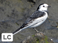 White Wagtail