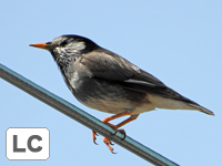 White-cheeked Starling