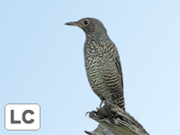 White's Thrush