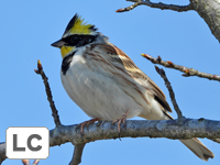 Yellow-throated Bunting