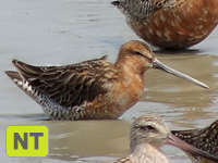 Asiatic Dowitcher