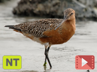 Bar-tailed Godwit