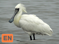 Black-faced Spoonbill