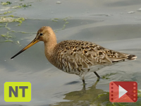 Black-tailed Godwit