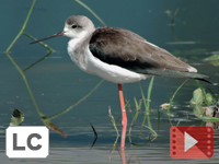 Black-winged Stilt