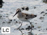 Broad-billed Sandpiper