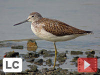 Common Greenshank