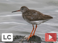 Common Redshank