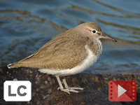 Common Sandpiper