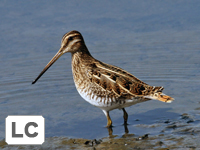 Common Snipe